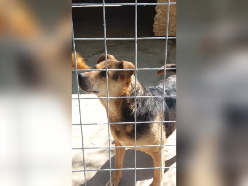 Lupita kennt nur das Tierheim