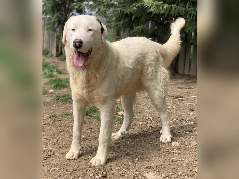 Ambar, geb. ca. 06/2023, lebt in GRIECHENLAND, auf einer privaten Pflegestelle