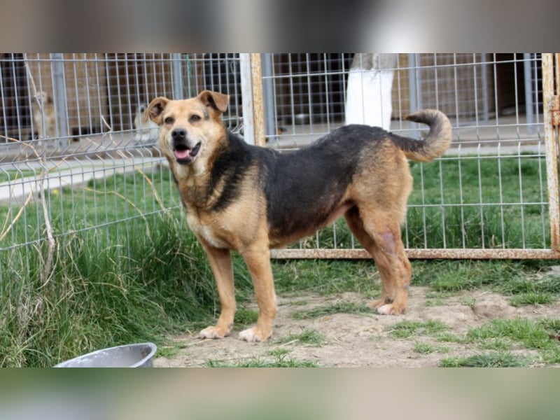Lupita kennt nur das Tierheim