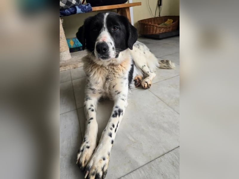 Kilida – selbstbewusste Hündin 