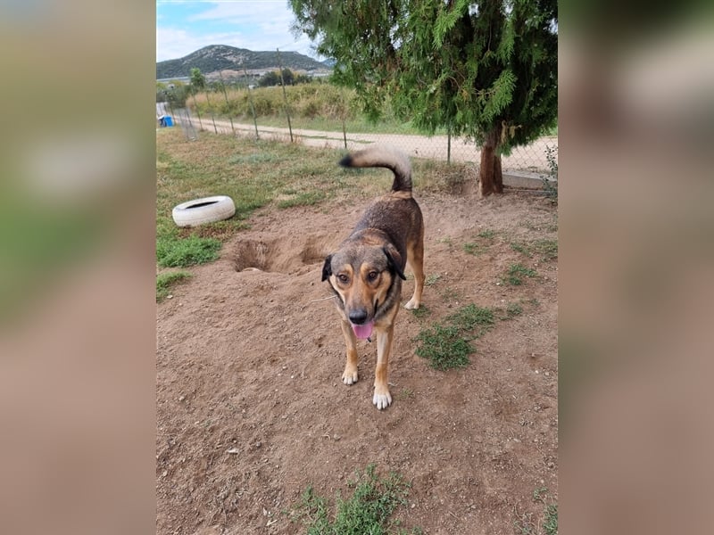 Gino hat das Potenzial zum perfekten Familienhund!