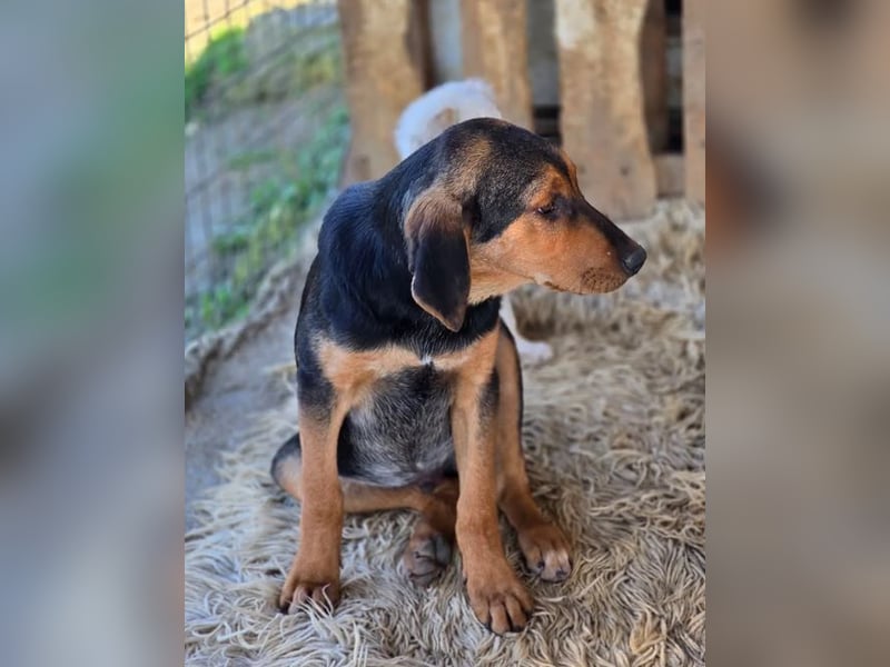 Vito – sanfter, neugieriger und verspielter junger Rüde