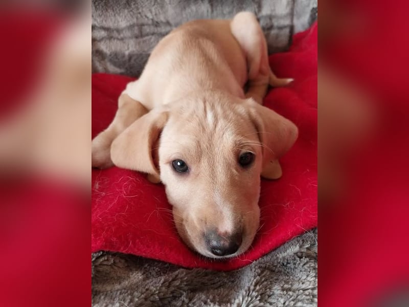 Ralfi – charmanter und menschenbezogener kleiner Kerl ❣️