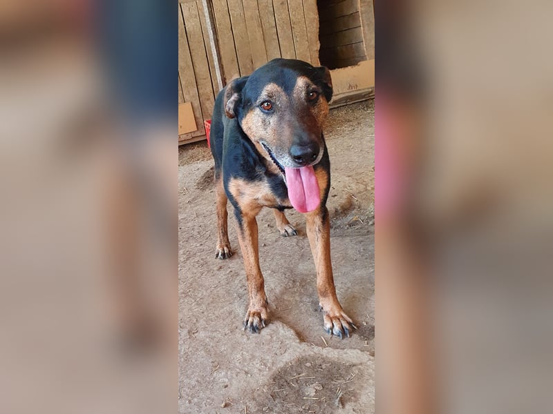 Karinu   Gnadenplatz gesucht