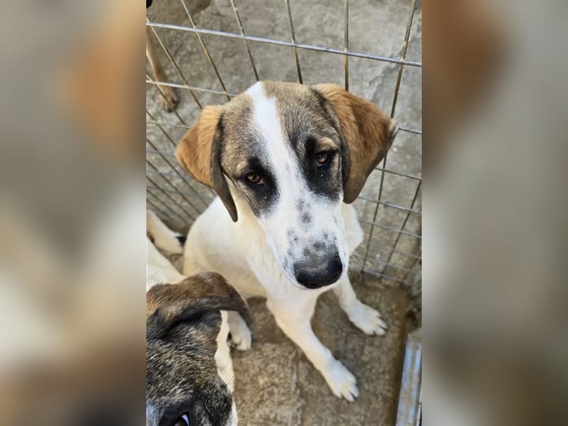 Willy freut sich über tolle Anfragen für ein wundervolles Zuhause!