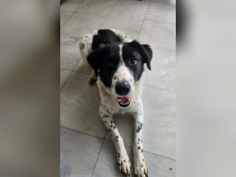 Kilida – selbstbewusste Hündin 