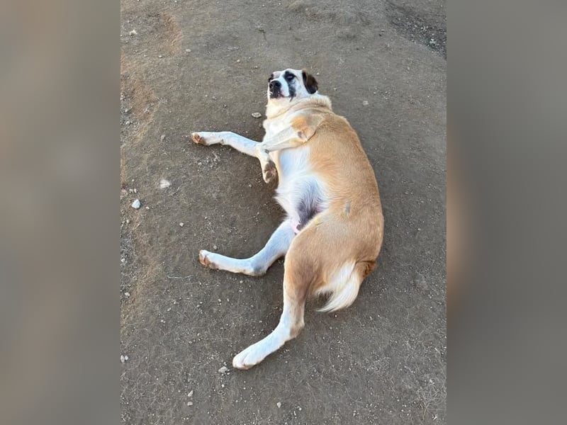 Lagatha sucht wundervolles Zuhause!