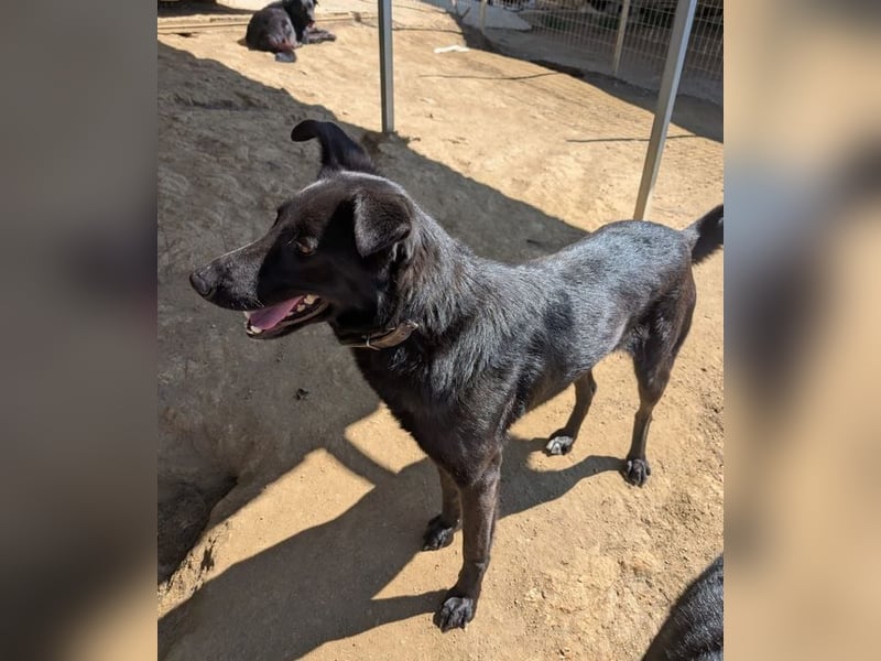 Bernadette – stille, elegante Hündin 