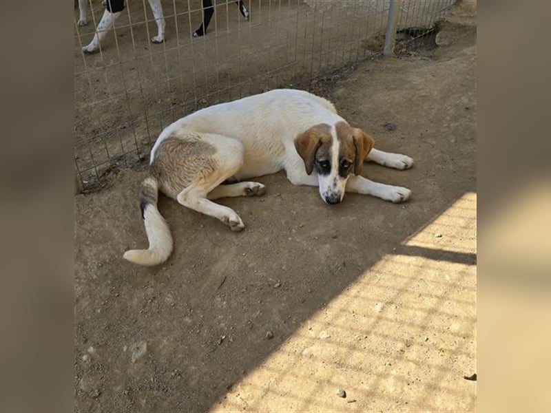 Willy freut sich über tolle Anfragen für ein wundervolles Zuhause!