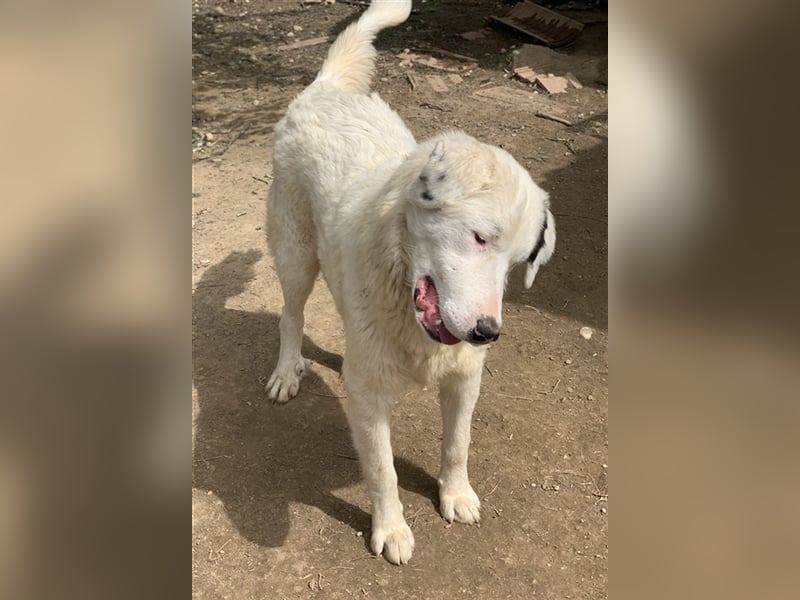 Ambar, geb. ca. 06/2023, lebt in GRIECHENLAND, auf einer privaten Pflegestelle