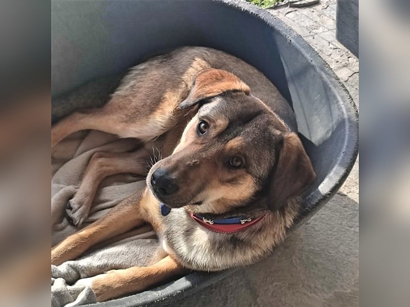 Gino hat das Potenzial zum perfekten Familienhund!