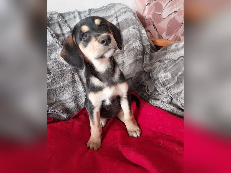 Liesel – fröhliche, neugierige und herzliche junge Hündin ❤️