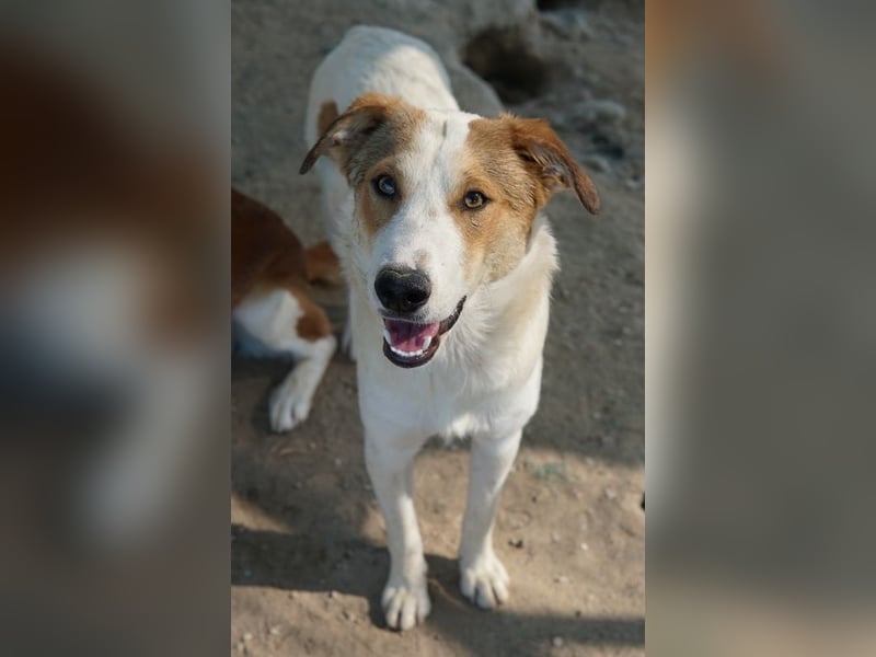 Chico, geb. ca. 10/2024, lebt in GRIECHENLAND, im städt. Tierheim Serres