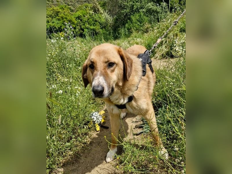 Bibi, eine wunderschöne Fellnase sucht ihr passendes Zuhause!