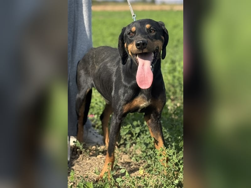 Zwölf, geb. ca. 10/2021, lebt in GRIECHENLAND, auf einer privaten Pflegestelle