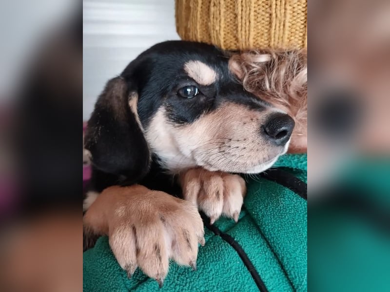 Shirley – fröhliche und neugierige kleine Abenteurerin ❣️