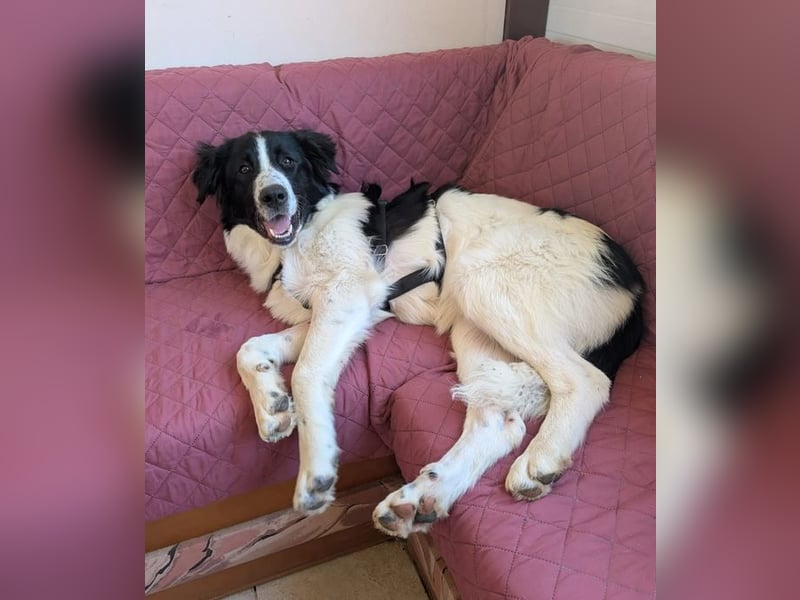 Lucy – die kleine Dame, die einfach vor der Tür stand 