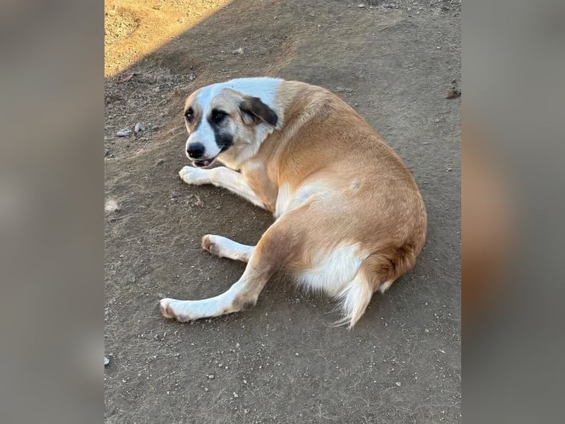 Lagatha sucht wundervolles Zuhause!