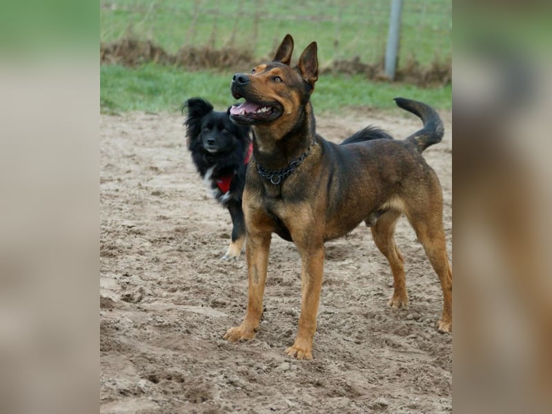 Traumhafter Malinois Mischling sucht liebevoller Famillie