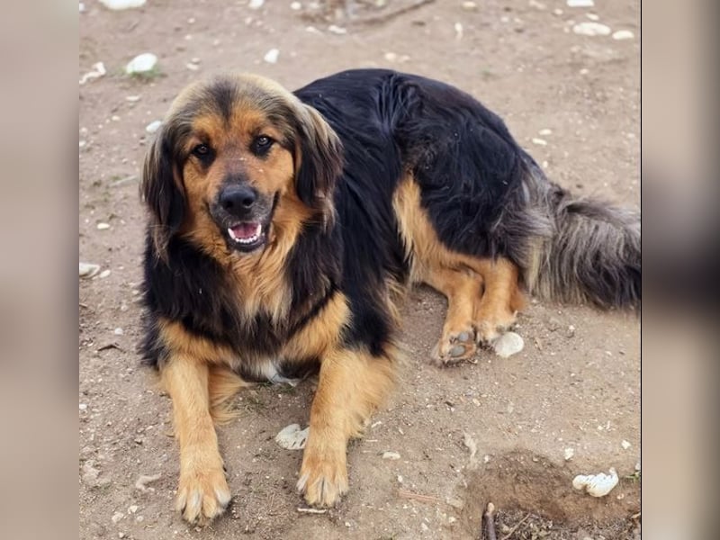 Chap ist ein ganz gutmütiger, aufgeschlossener und cooler Typ
