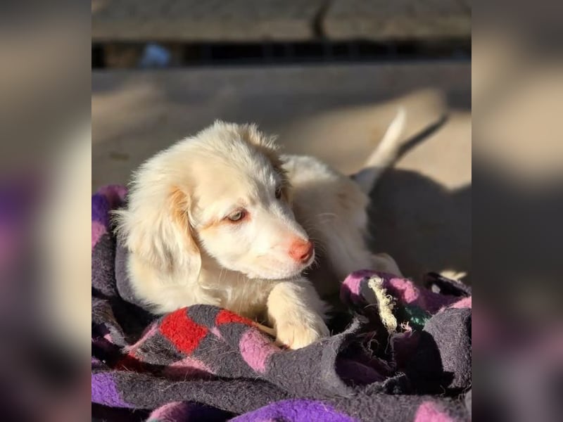 Krümel – interessiert, freundlich, noch etwas vorsichtig 