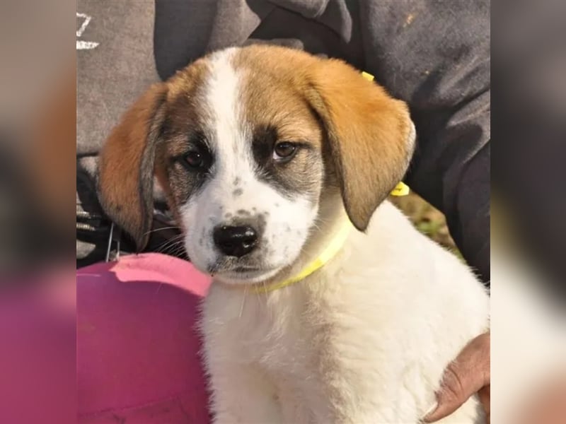 Willy freut sich über tolle Anfragen für ein wundervolles Zuhause!