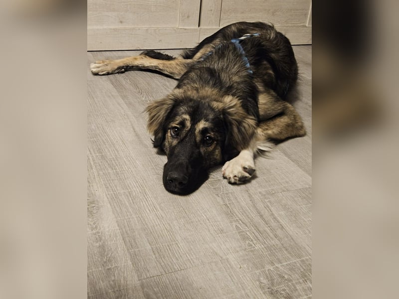 Selin auf Pflegestelle in 17111 Nossendorf (Mecklenburg-Vorpommern)