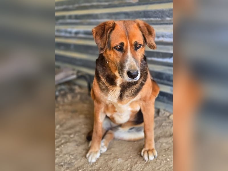 Angel – liebevoller Seniorin-Hund 