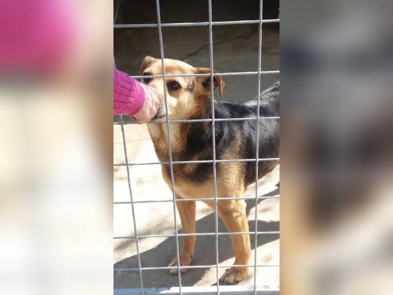 Lupita kennt nur das Tierheim