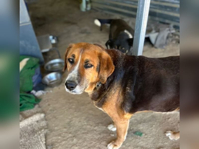 Angel – liebevoller Seniorin-Hund 
