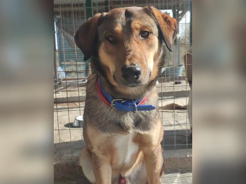 Gino hat das Potenzial zum perfekten Familienhund!