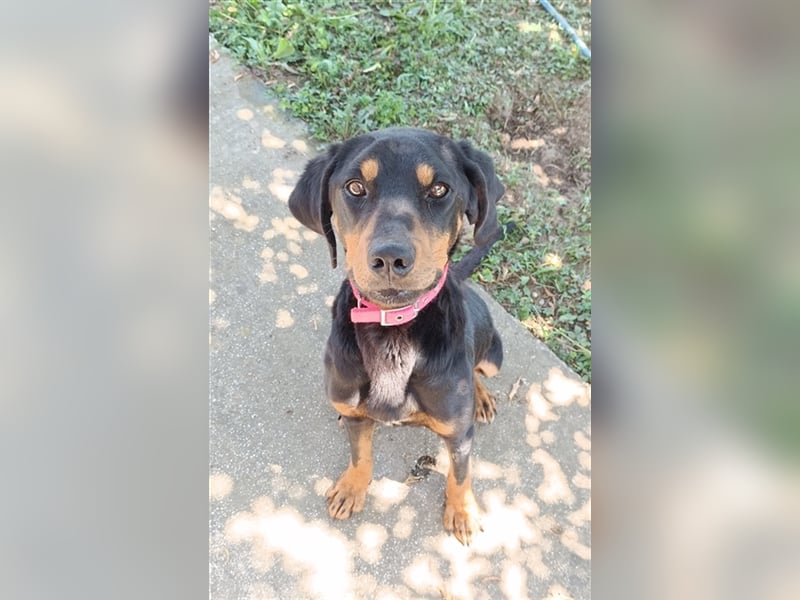 Zwölf, geb. ca. 10/2021, lebt in GRIECHENLAND, auf einer privaten Pflegestelle