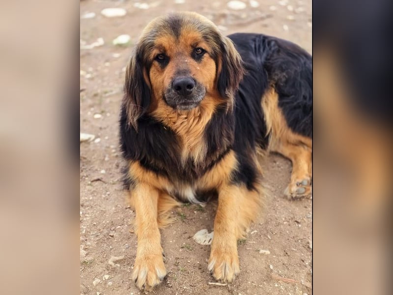 Chap ist ein ganz gutmütiger, aufgeschlossener und cooler Typ