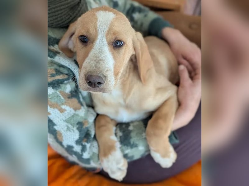 Moritz – freundlicher und tapferer junger Rüde