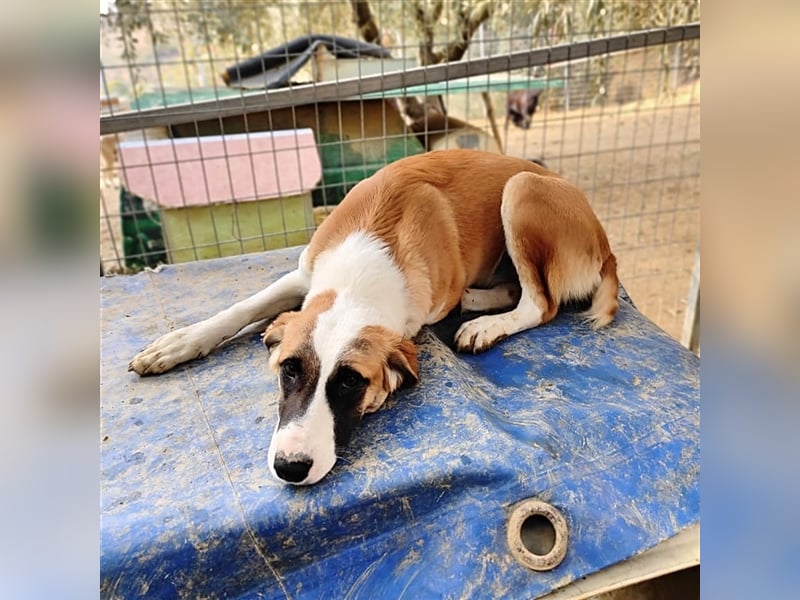 Lagatha sucht wundervolles Zuhause!