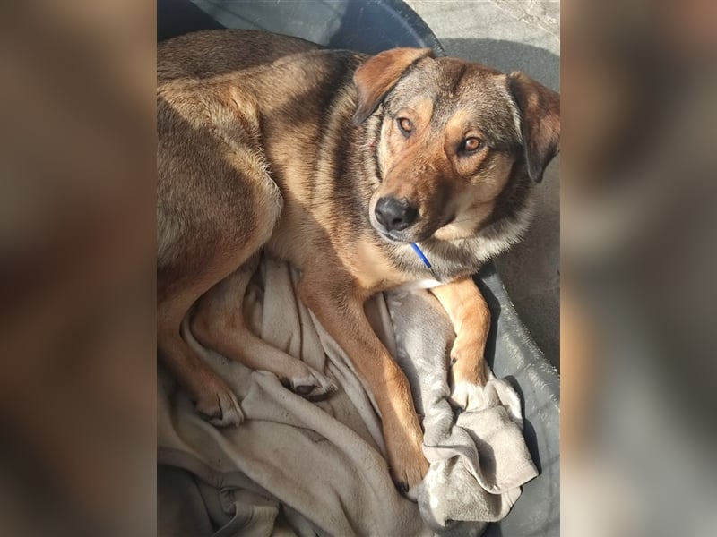 Gino hat das Potenzial zum perfekten Familienhund!