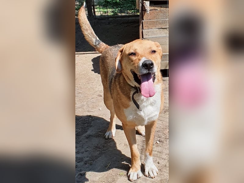 Scooby (Santuhalm-Shelter Rumänien)