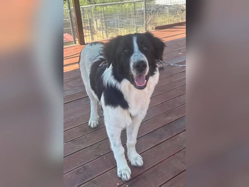 Lucy – die kleine Dame, die einfach vor der Tür stand 