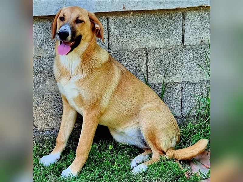 Bibi, eine wunderschöne Fellnase sucht ihr passendes Zuhause!