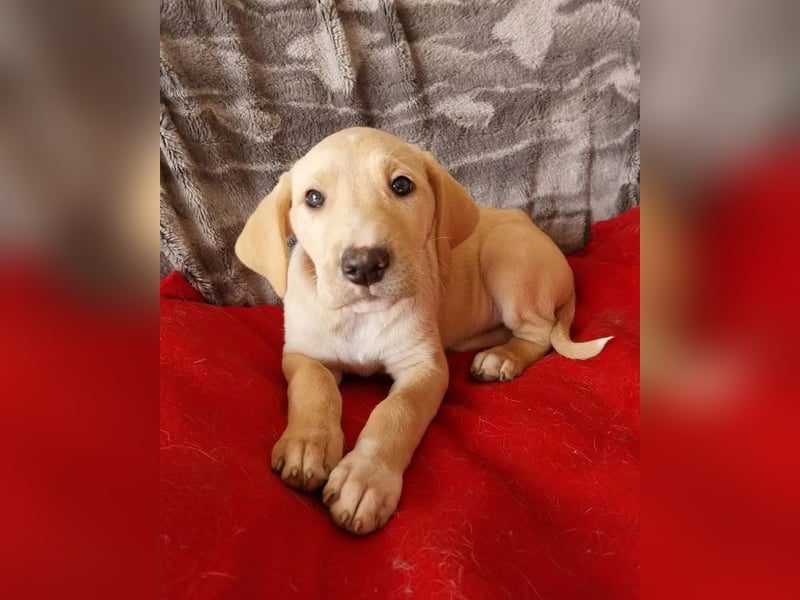 Ralfi – charmanter und menschenbezogener kleiner Kerl ❣️