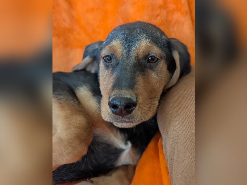 Vito – sanfter, neugieriger und verspielter junger Rüde