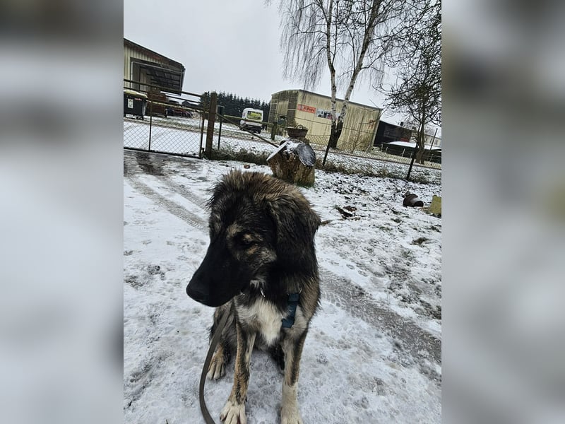 Selin auf Pflegestelle in 17111 Nossendorf (Mecklenburg-Vorpommern)