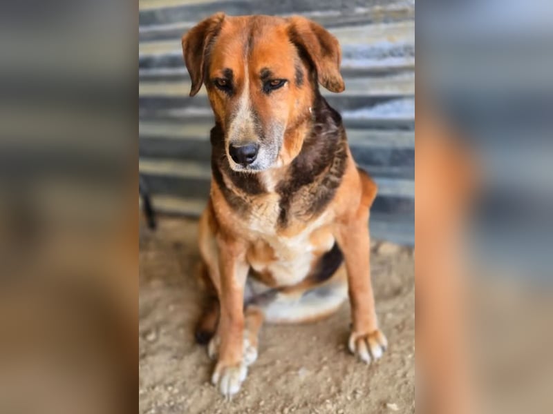 Angel – liebevoller Seniorin-Hund 