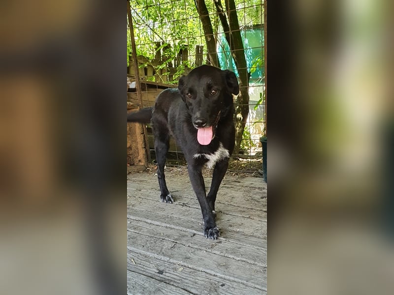 Aramis  (Santuhalm-Shelter Rumänien)