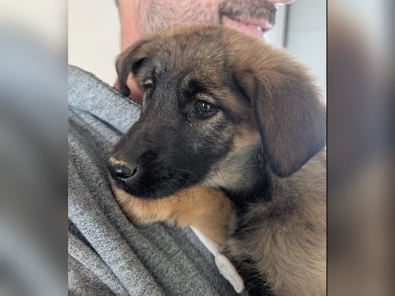 Kira – fröhliches Hundemädchen ❤️