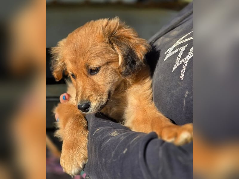 Skiouros – fröhlich und verspielt 