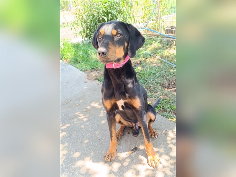 Zwölf, geb. ca. 10/2021, lebt in GRIECHENLAND, auf einer privaten Pflegestelle