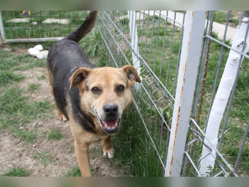 Lupita kennt nur das Tierheim