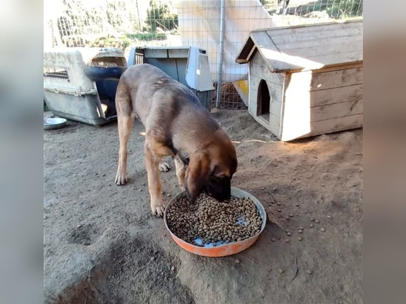 Lucas sucht ein wundervolles Zuhause