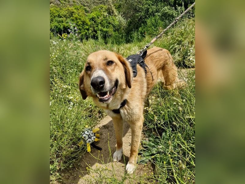 Bibi, eine wunderschöne Fellnase sucht ihr passendes Zuhause!